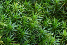 Image of <i>Polytrichum formosum</i>