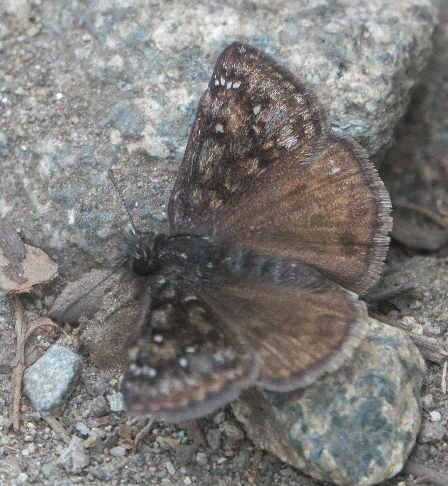 Image of Erynnis pacuvius Lintner 1878