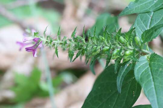 Image of Melampyrum roseum Maxim.