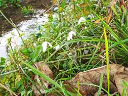 Image of Galanthus reginae-olgae Orph.