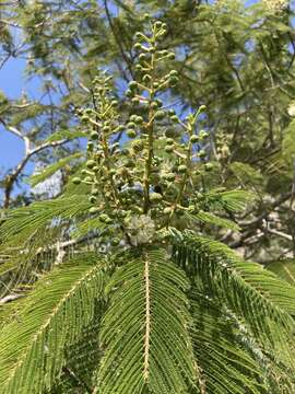 Imagem de Lysiloma aurita (Schltdl.) Benth.