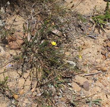 Plancia ëd Linum africanum L.