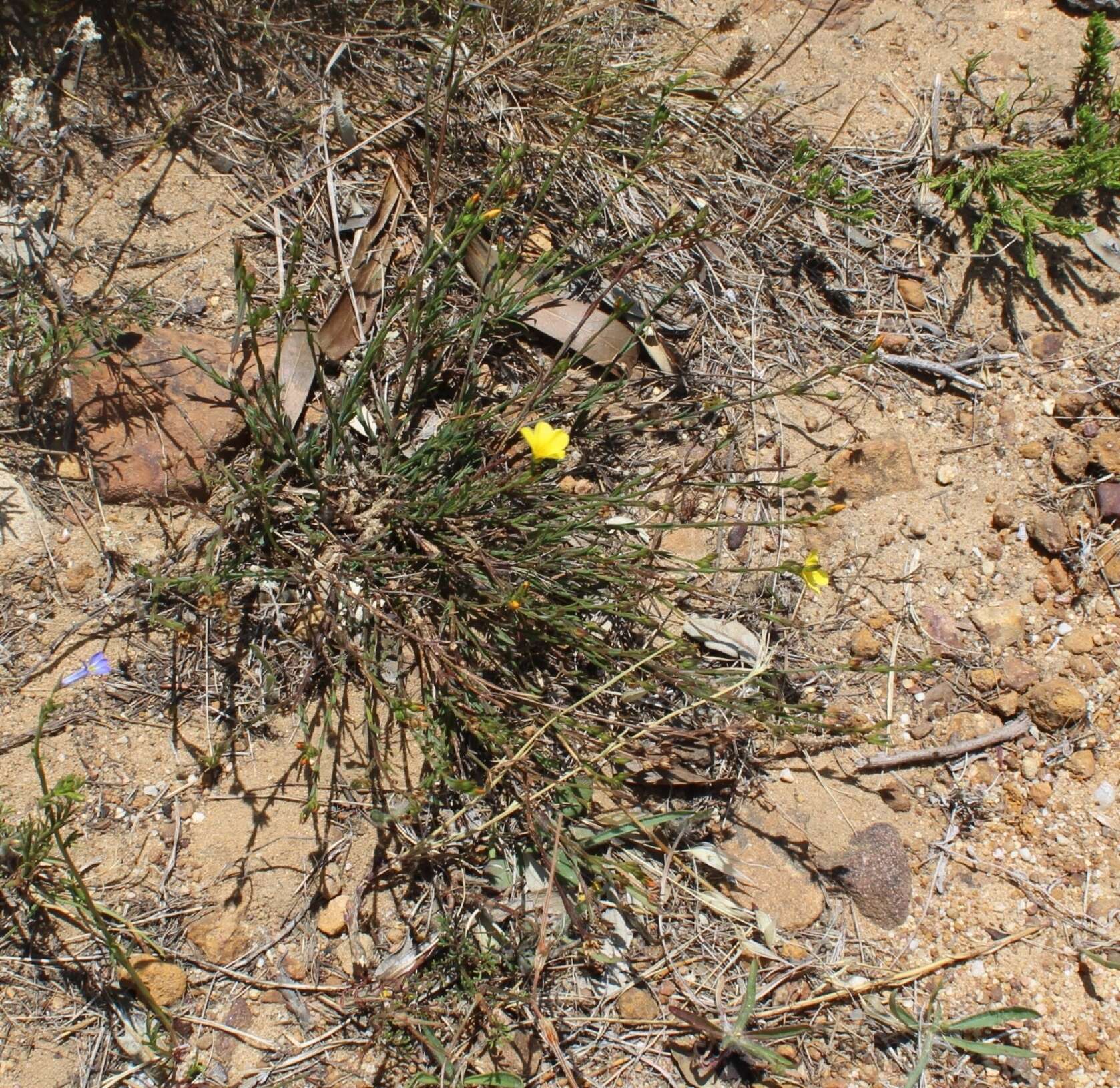 Plancia ëd Linum africanum L.