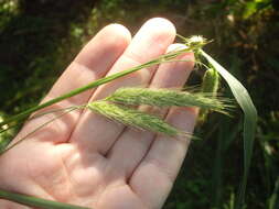 Image of Uruguayan fountaingrass