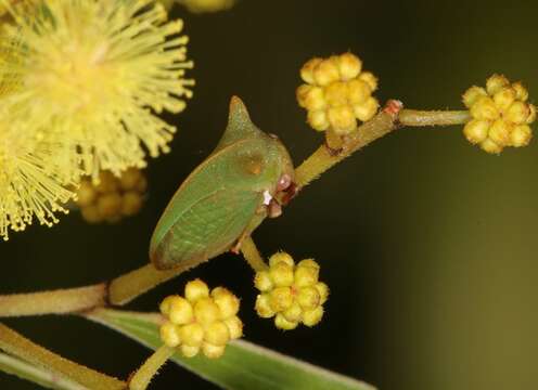 Image of Sextius virescens Fairmaire