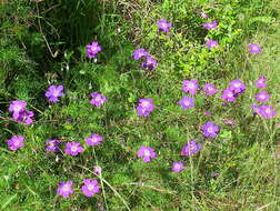 Image of Carpet geranium