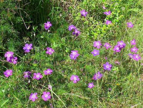 Imagem de Geranium incanum Burm. fil.