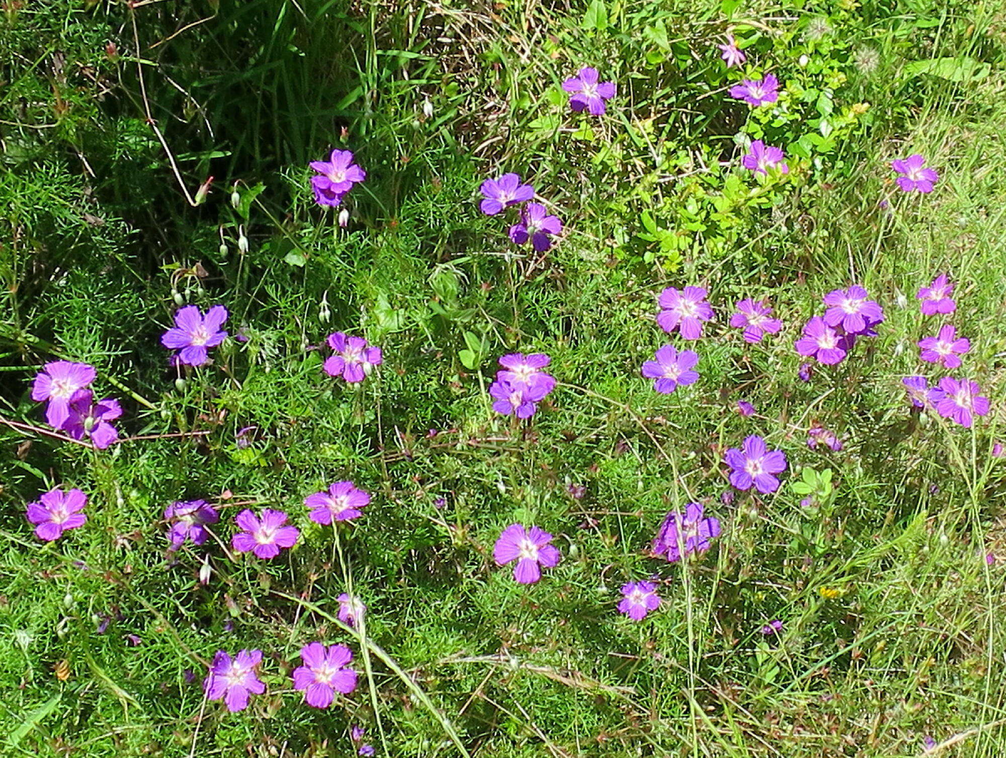 Image of Carpet geranium