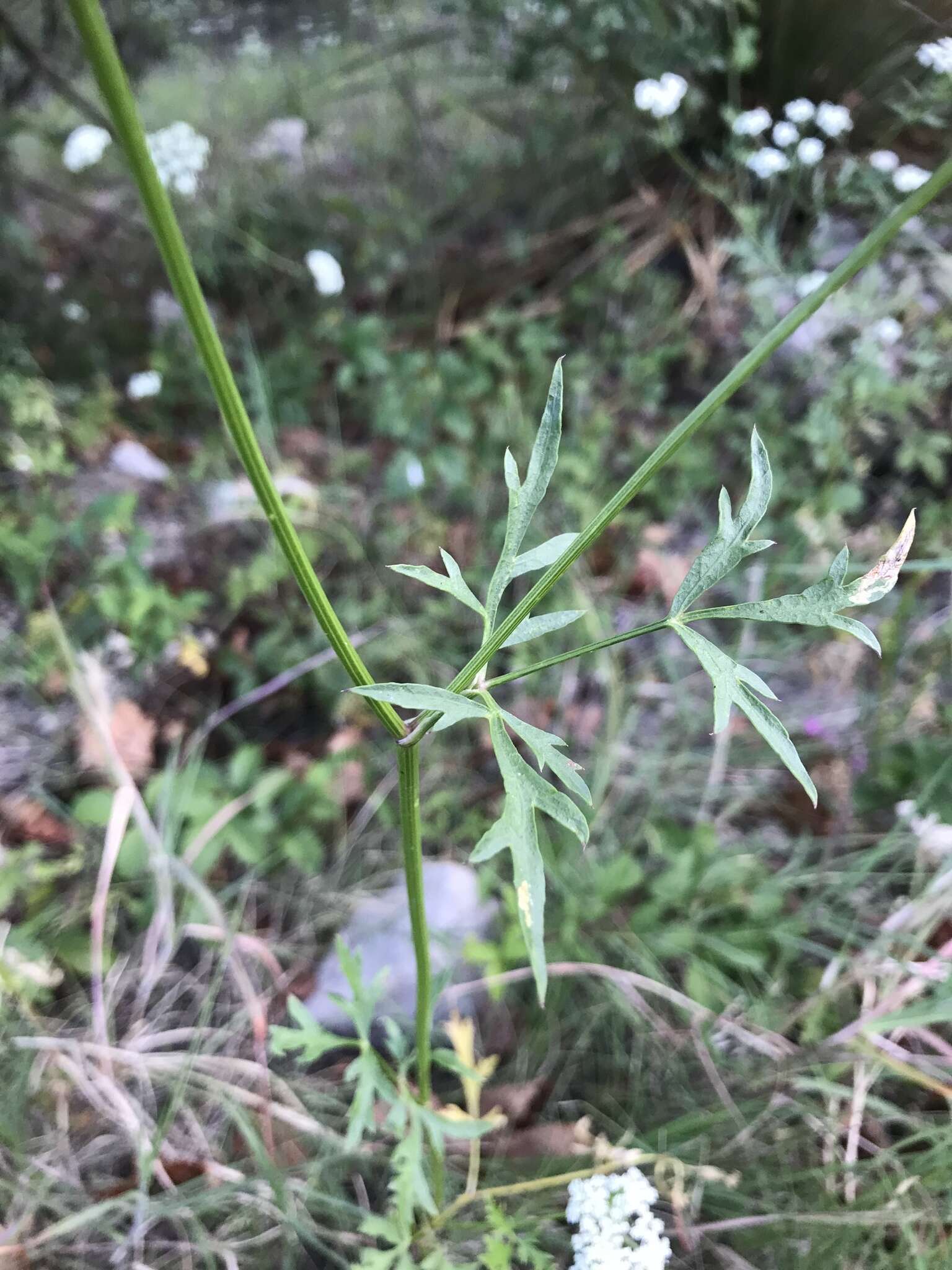 Image of Daucosma laciniatum Engelm. & A. Gray