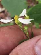 Image of Cossatot Mountain leafcup