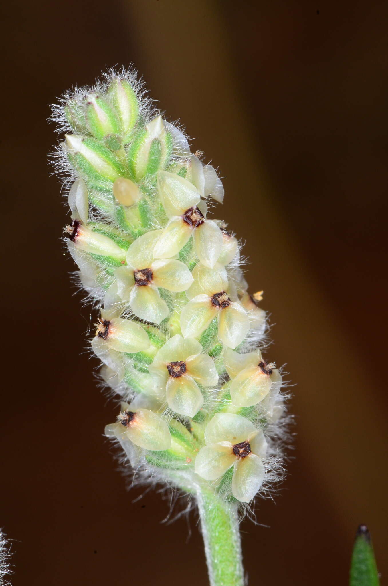 Image of dotseed plantain