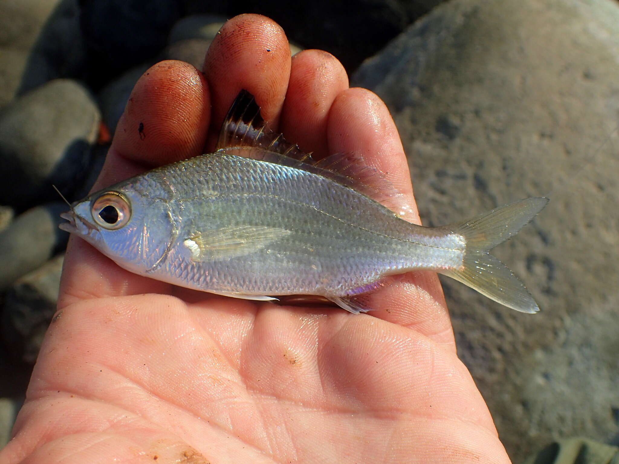 Sivun Eucinostomus currani Zahuranec 1980 kuva