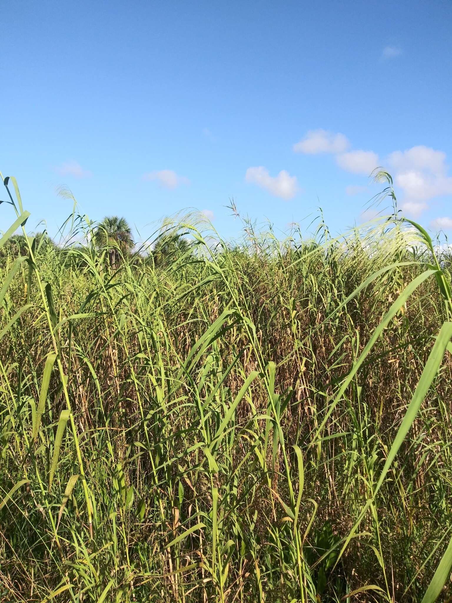 Слика од Phragmites australis subsp. berlandieri (E. Fourn.) Saltonst. & Hauber