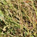 Image of Polygonum patulum subsp. patulum