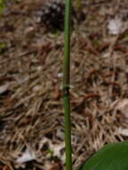 Image of Bosc's panicgrass