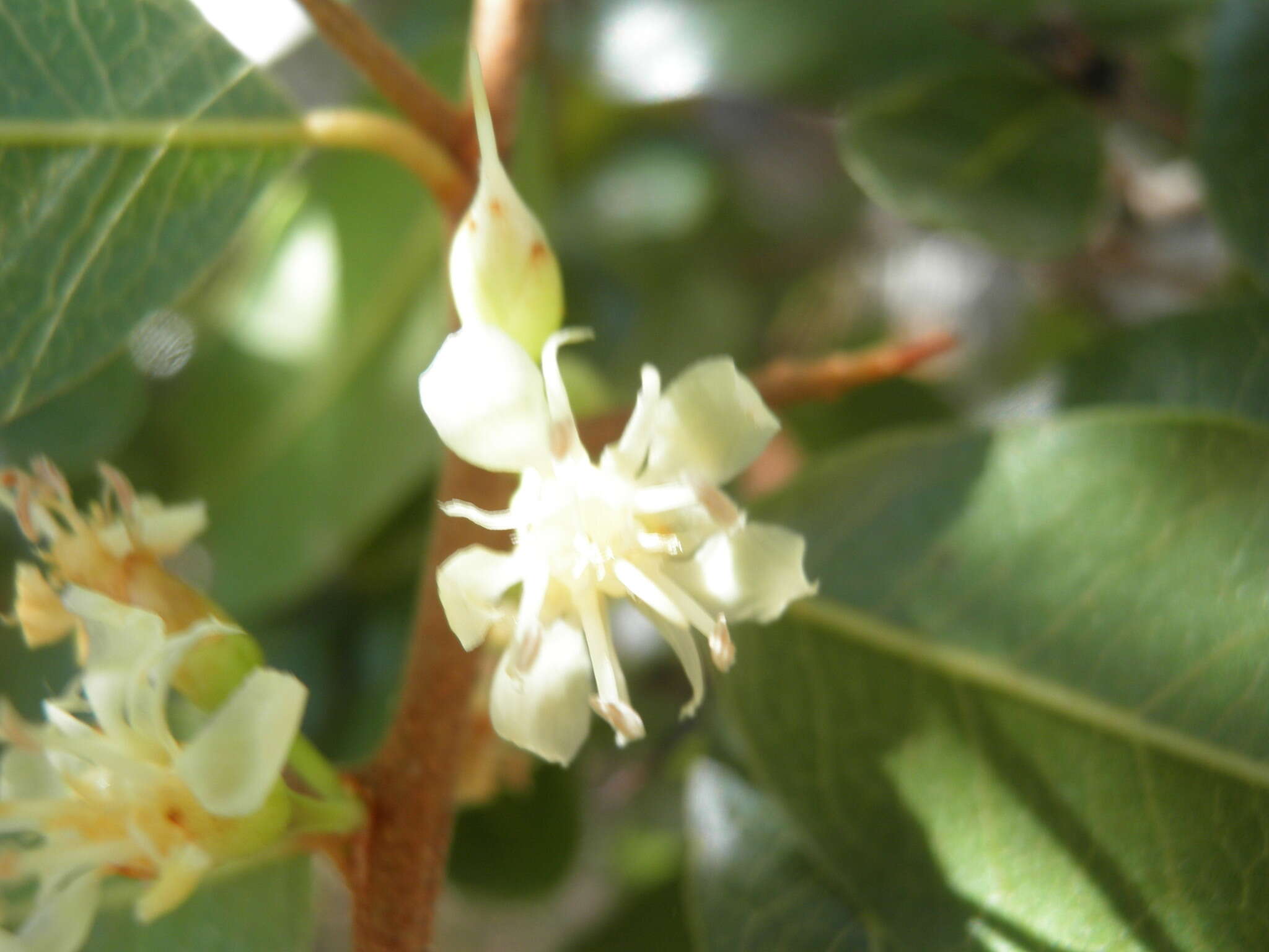 Image of Sideroxylon peninsulare (Brandegee) T. D. Penn.