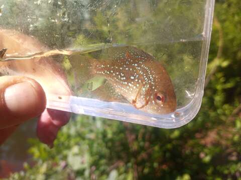 Image of Bluespotted Sunfish