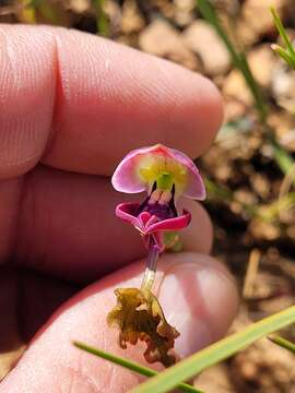 Imagem de Disa spathulata subsp. spathulata