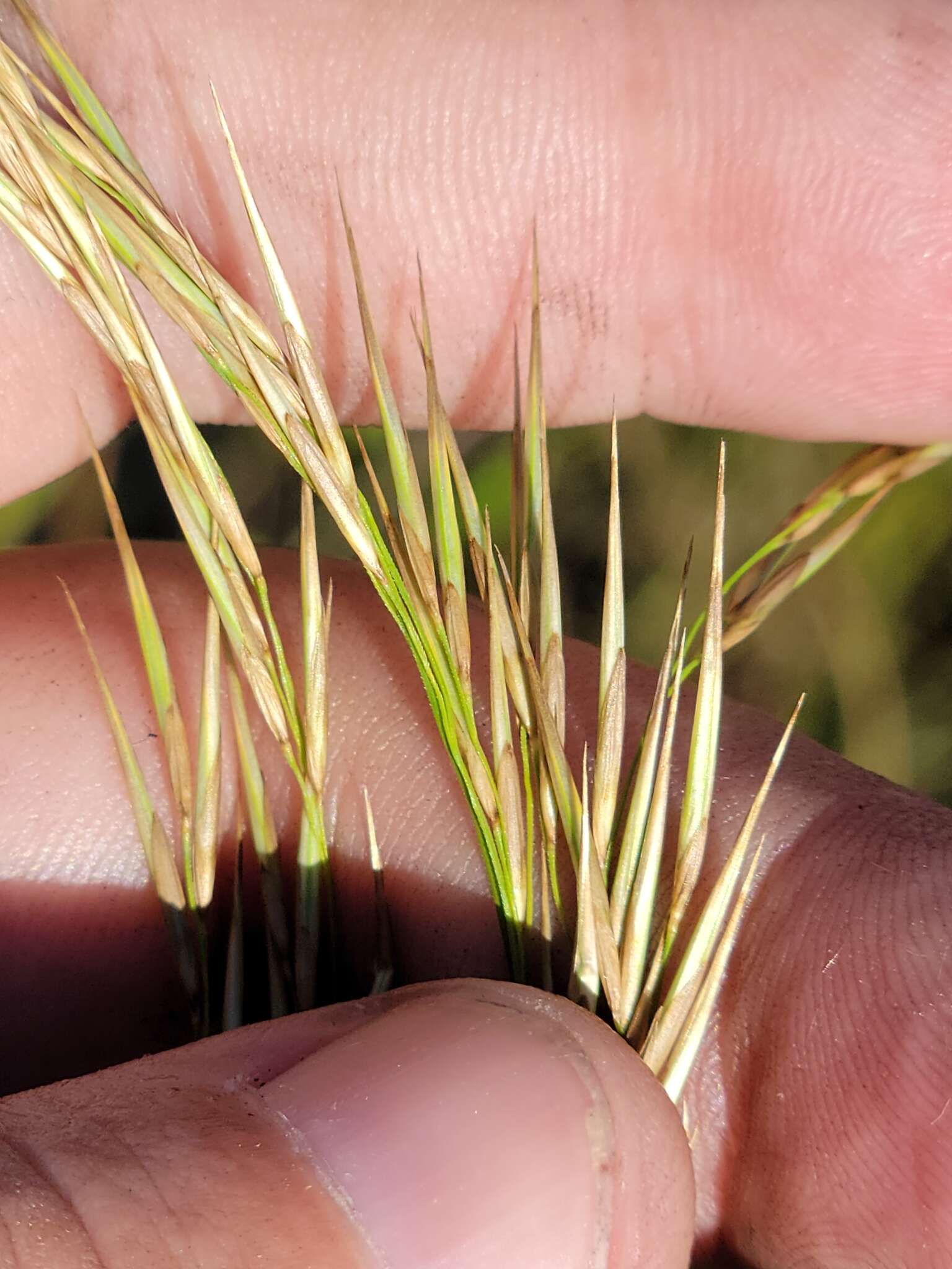 Слика од Phragmites australis subsp. berlandieri (E. Fourn.) Saltonst. & Hauber