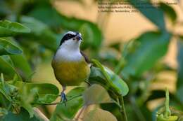 صورة Coereba flaveola caboti (Baird & SF 1873)