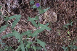 Image of Echium vulgare subsp. pustulatum (Sm.) E. Schmid & Gams