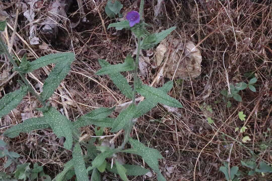 Echium vulgare subsp. pustulatum (Sm.) E. Schmid & Gams的圖片