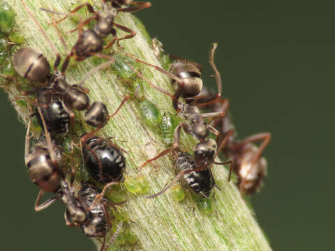 Слика од Brachycaudus (Prunaphis) cardui (Linnaeus 1758)