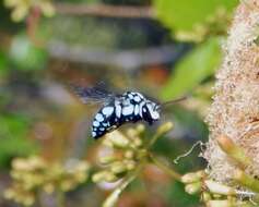 Image of Thyreus caeruleopunctatus (Blanchard 1840)