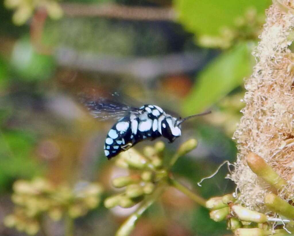 Thyreus caeruleopunctatus (Blanchard 1840) resmi