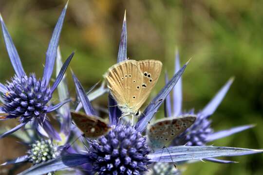 Image of <i>Polyommatus dolus</i>