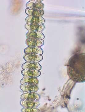 Image of Desmidium asymmetricum Grönblad 1920