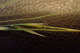 Image of Texas wintergrass