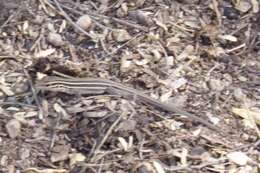 Image of Desert Grassland Whiptail