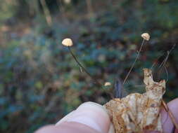 Imagem de Marasmius bulliardii Quél. 1878