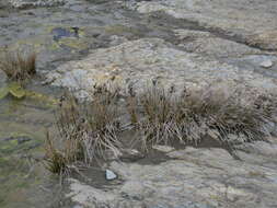 Image of Juncus kraussii subsp. australiensis (Buch.) S. Snogerup