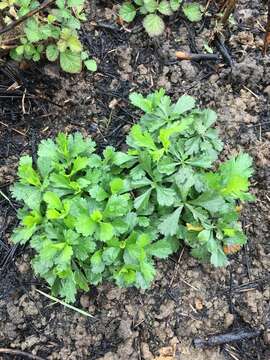 Imagem de Artemisia japonica Thunb.