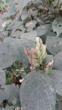 Image of Strobilanthes lupulina T. Anders.