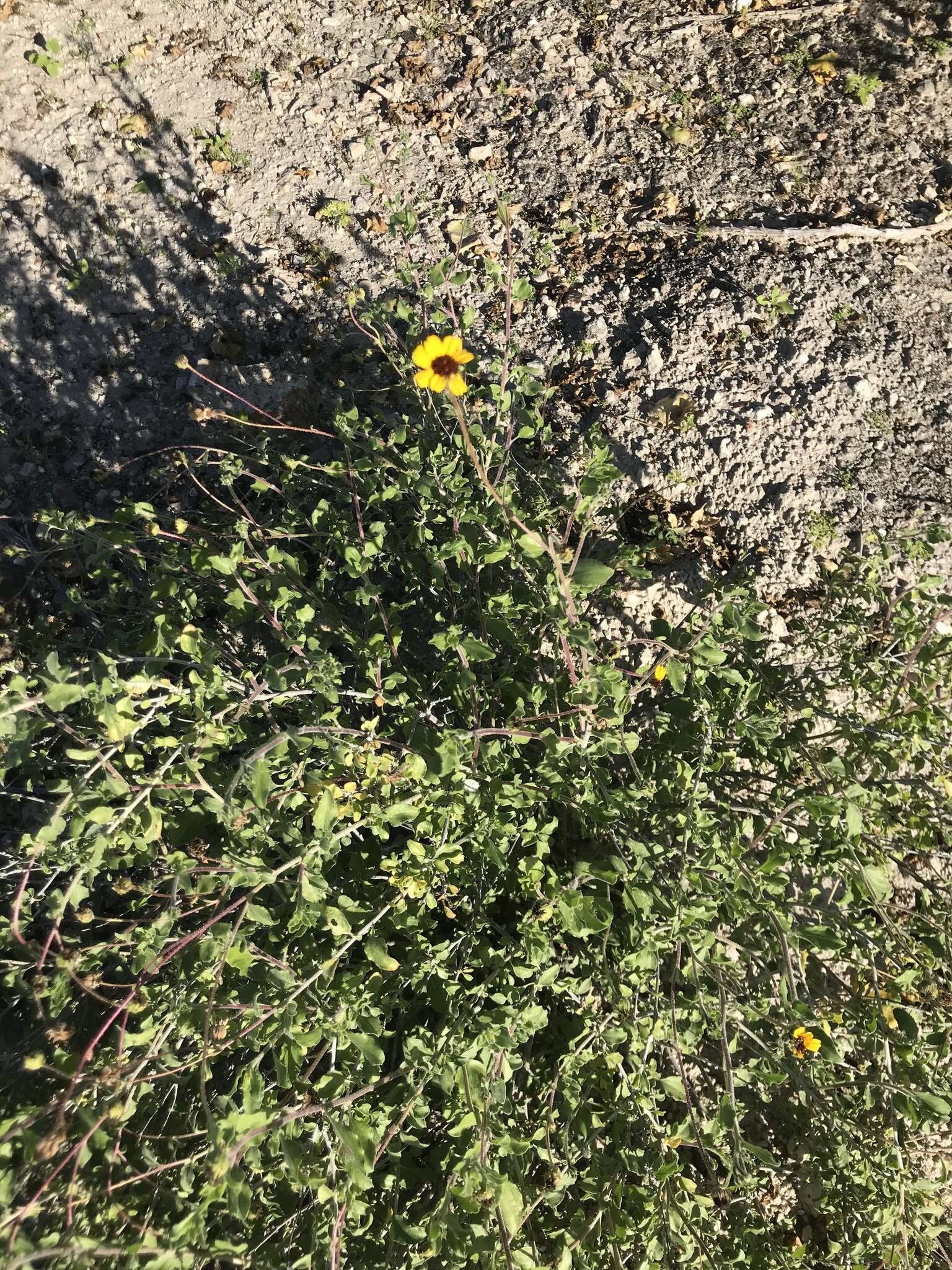 Sivun Encelia palmeri Vasey & N. E. Rose kuva