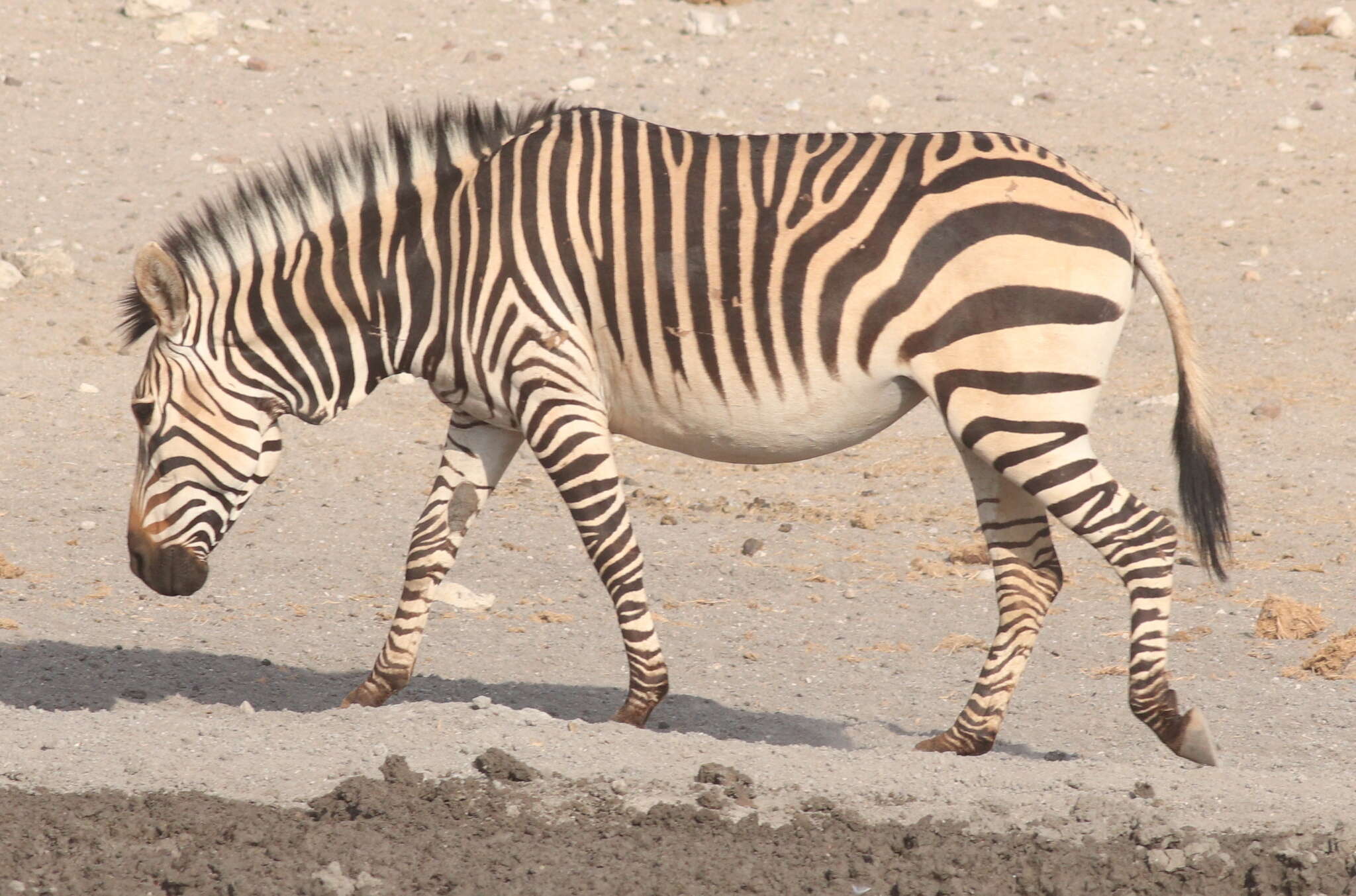 Image of Equus zebra Linnaeus 1758