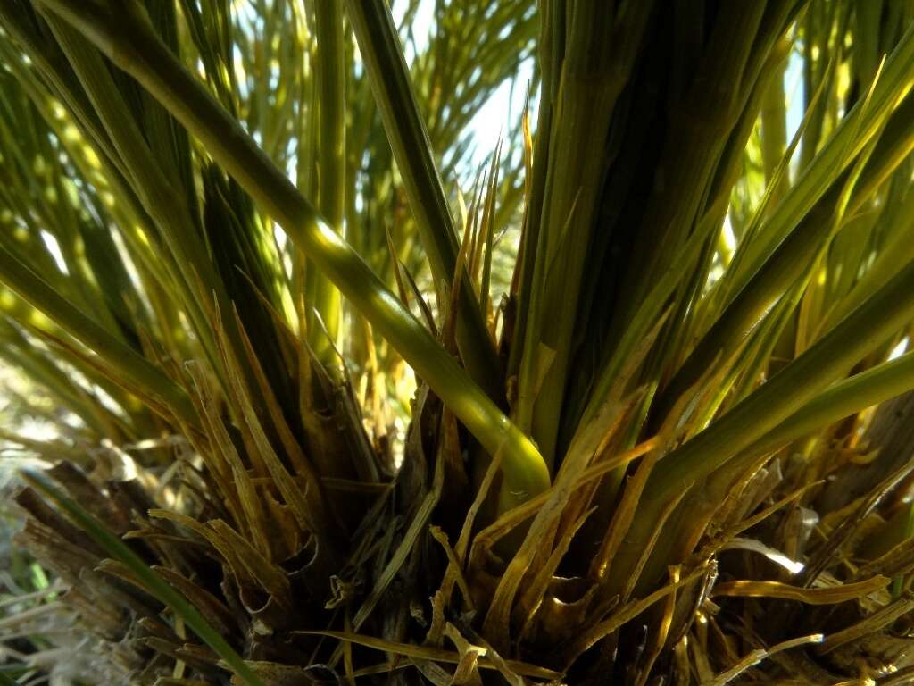 Image of Aciphylla multisecta Cheeseman