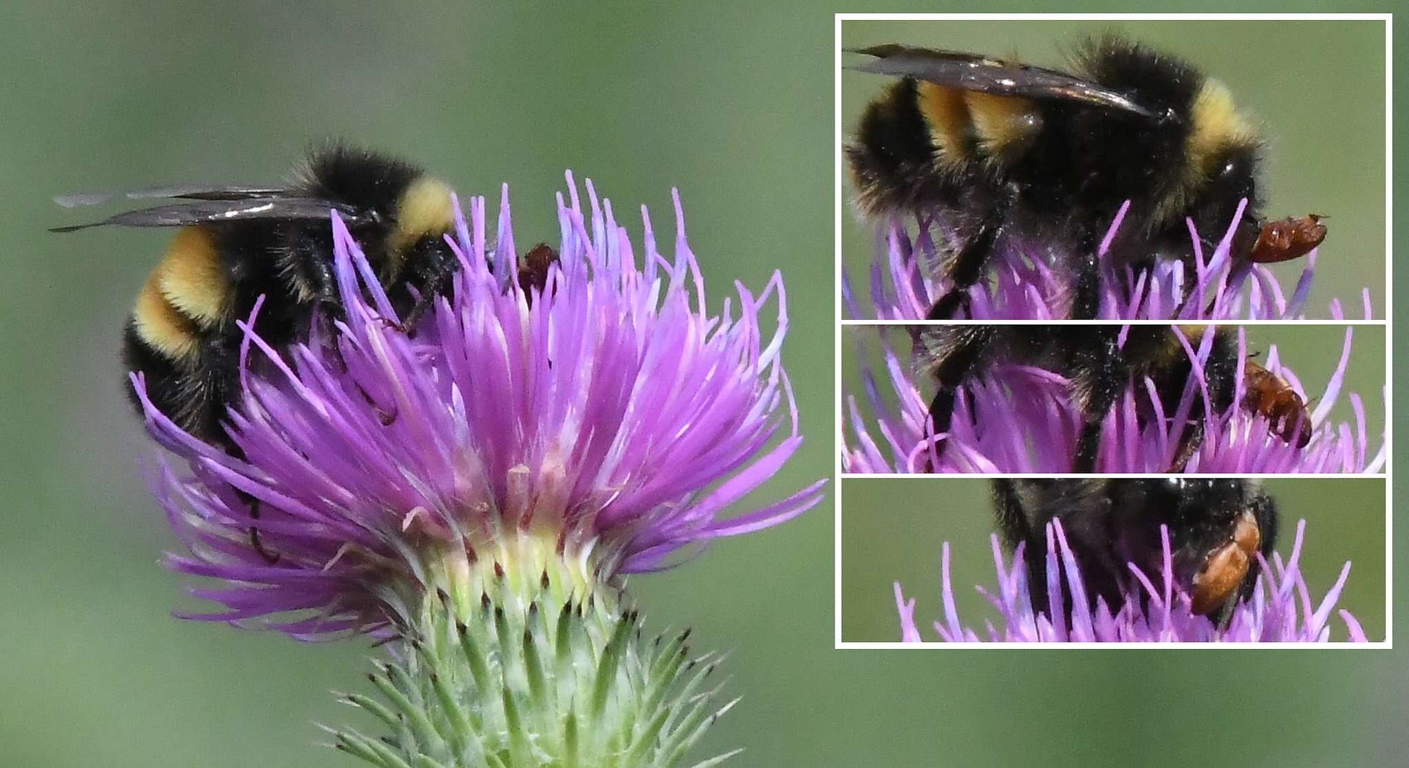 Image of Yellow-banded Bumblebee