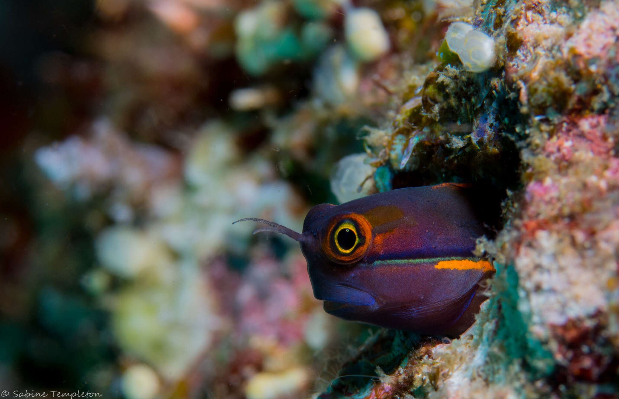 Image of Tail-spot Combtooth-Blenny