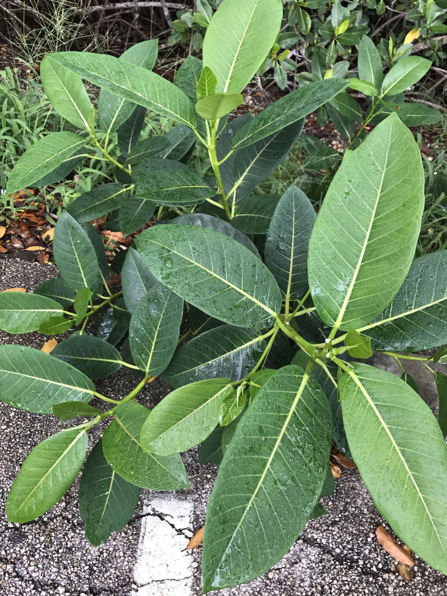 Imagem de Ficus aurea Nutt.