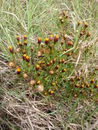 Image of fetid marigold