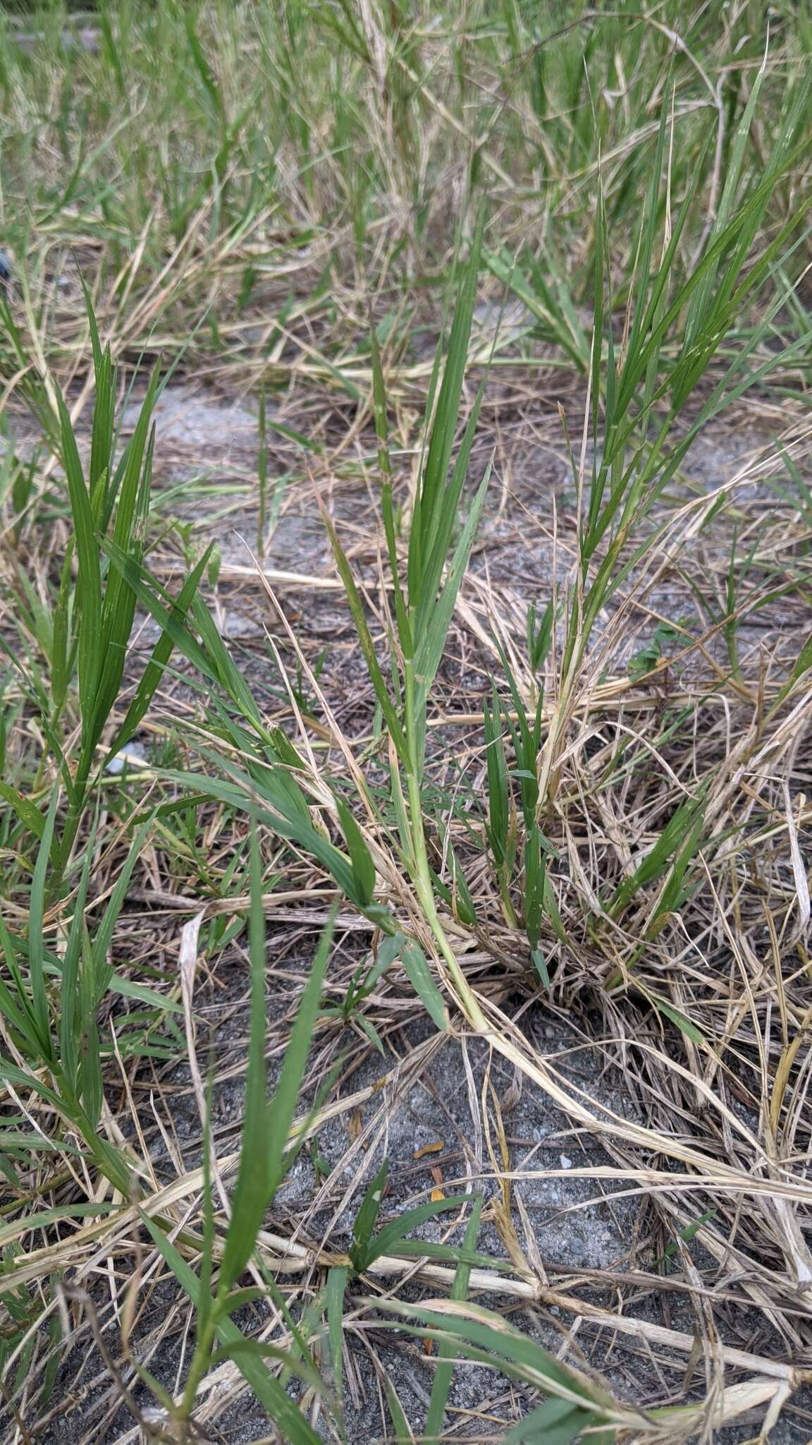 Image of African Bermudagrass