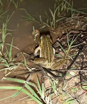 Image of Striped Burrowing Frog