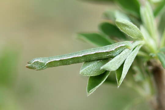 Image of grass emerald