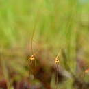 Sivun Utricularia capilliflora F. Muell. kuva