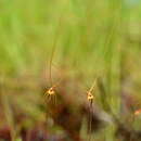 Plancia ëd Utricularia capilliflora F. Muell.