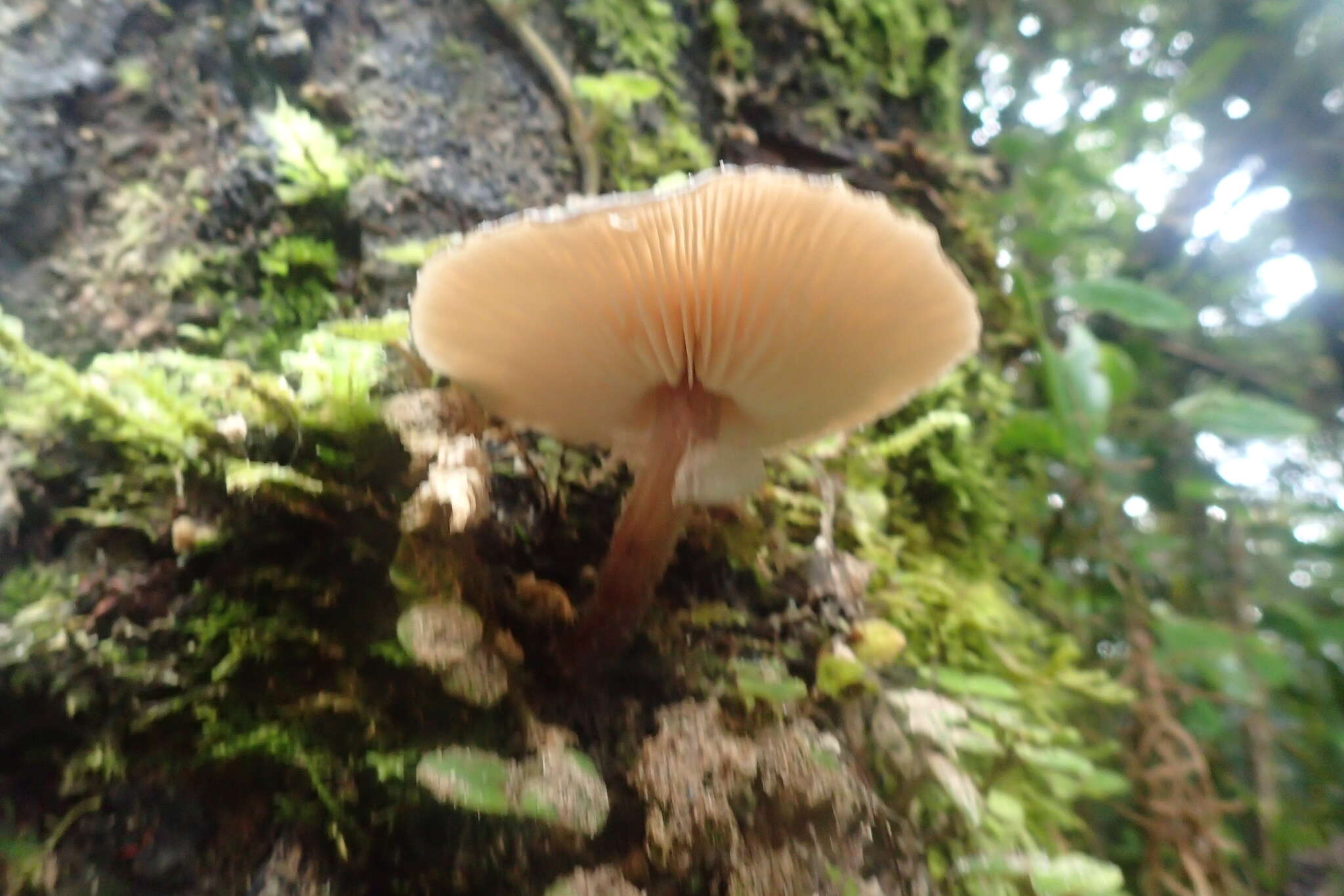 صورة Armillaria novae-zelandiae (G. Stev.) Boesew. 1977